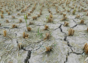 Assam faces acute dry spell; records over 70% rainfall deficit since November