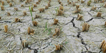 Assam faces acute dry spell; records over 70% rainfall deficit since November