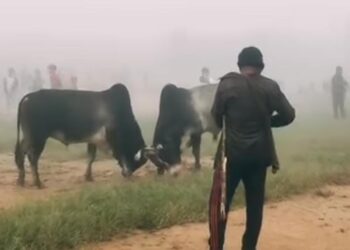 Meghalaya: District magistrate orders immediate ban on bull fights in East Jaintia Hills
