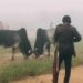 Meghalaya: District magistrate orders immediate ban on bull fights in East Jaintia Hills