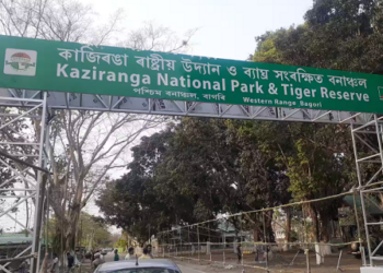 Study reveals how Assam’s Kaziranga became home to one-horned rhinoceros