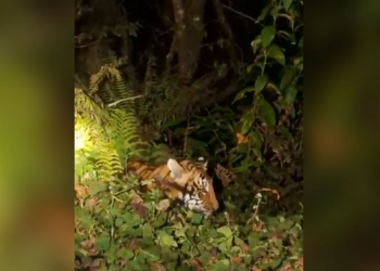 Arunachal: Widow of Head Constable killed in tiger attack blames forest dept for inaction