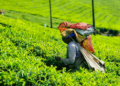 India exports 280.40 million kg of tea in 2025; value rises 18.4%