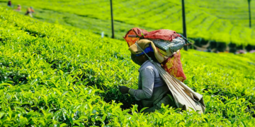 India exports 280.40 million kg of tea in 2025; value rises 18.4%