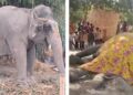 Failure to enforce court orders leads to death of young elephant Suman