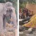 Failure to enforce court orders leads to death of young elephant Suman