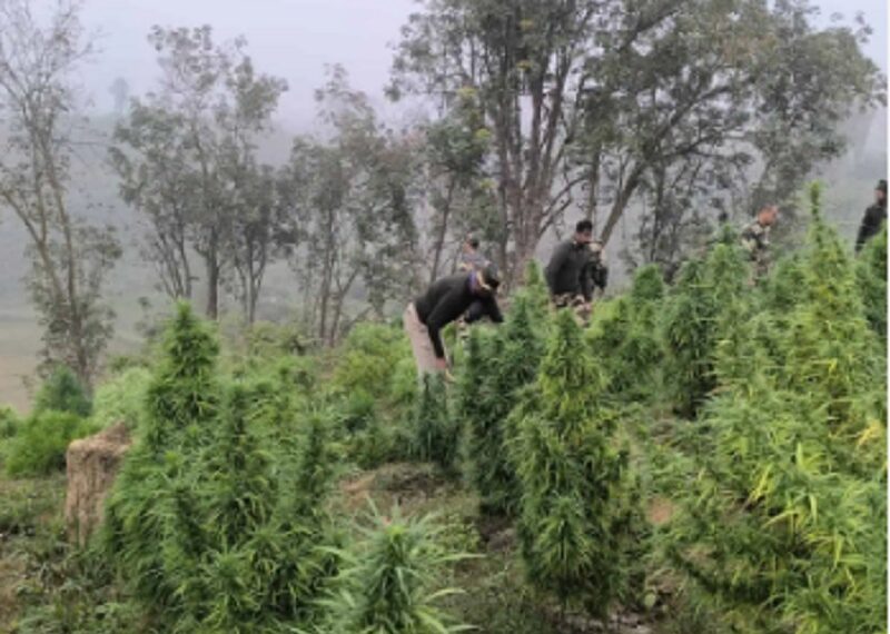 Tripura: Two security personnel injured during anti-ganja operation in Sepahijala