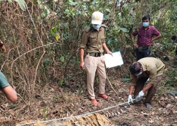 Adult Royal Bengal Tiger carcass found in Kaziranga’s 6th Addition area