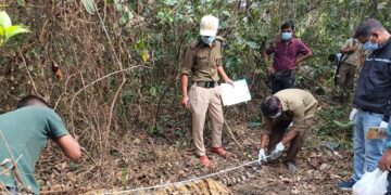 Adult Royal Bengal Tiger carcass found in Kaziranga’s 6th Addition area