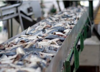 Northeast’s first fish canning facility launched in Mizoram’s Zawlnuam