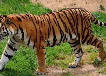 Suspected tiger attack in Arunachal’s Lower Dibang claims life of policeman