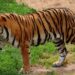 Suspected tiger attack in Arunachal’s Lower Dibang claims life of policeman