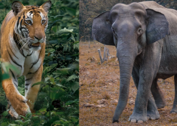 Arunachal Forest Department issues public advisory over tiger and elephant movement