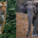 Arunachal Forest Department issues public advisory over tiger and elephant movement