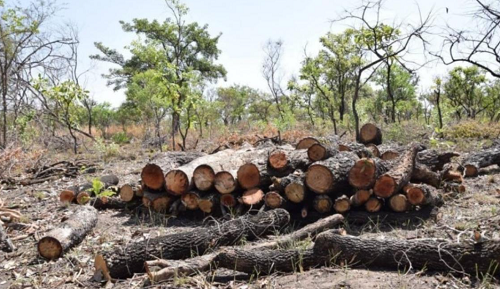 Over 1 lakh mature trees felled in Assam since 2016, reveals RTI data