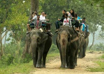 Jeep safaris and elephant rides halted in Kaziranga’s Kohora Range until March 19