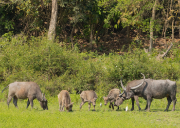Kaziranga prepares to relocate 50 wild buffaloes to Kanha Tiger Reserve in Madhya Pradesh