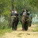 Jeep safaris and elephant rides halted in Kaziranga’s Kohora Range until March 19