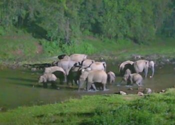 A file photo of wild elephants (X)