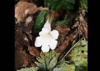 Scientists rediscover rare plant species in Arunachal Pradesh nearly two centuries later