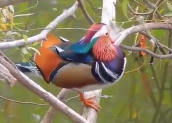 Around 300 Mandarin Ducks spotted at Maguri-Motapung Beel in Assam