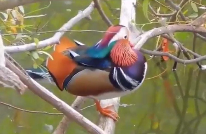 Around 300 Mandarin Ducks spotted at Maguri-Motapung Beel in Assam
