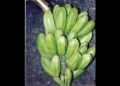 Nagaland University study highlights wild banana’s role in climate-resilient farming
