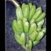 Nagaland University study highlights wild banana’s role in climate-resilient farming