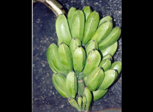 Nagaland University study highlights wild banana’s role in climate-resilient farming